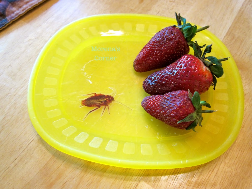 April Fool’s prank with DIY fake roach