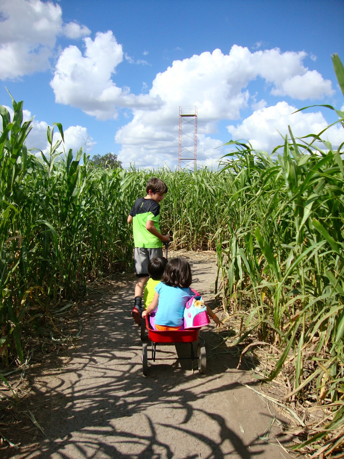 corn maze near San Antonio, Texas