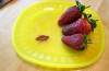 Easy Bug Prank You Can Make at Home