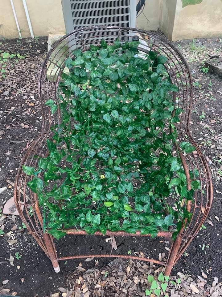 ivy on chair garden