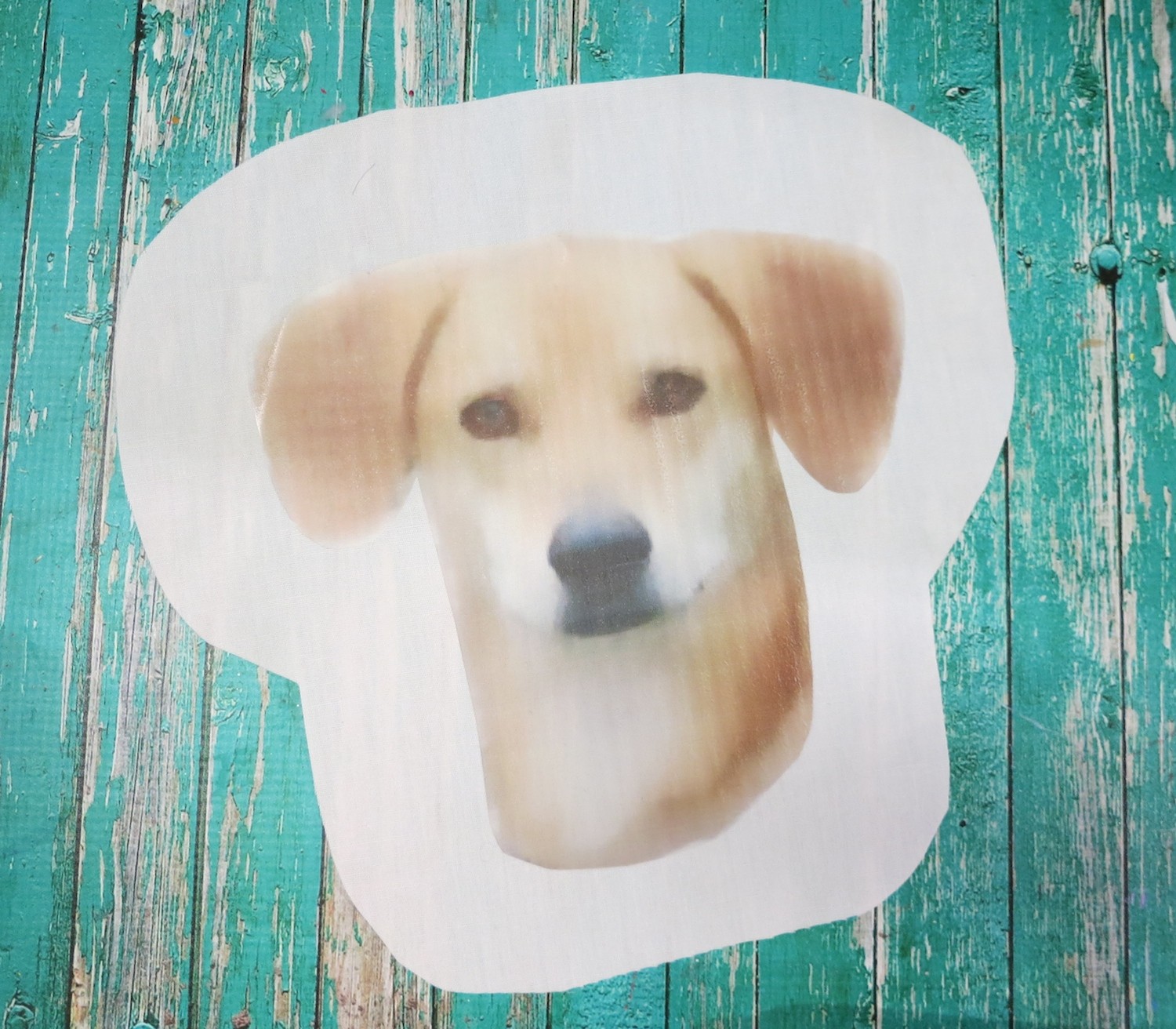 trim around pet photo