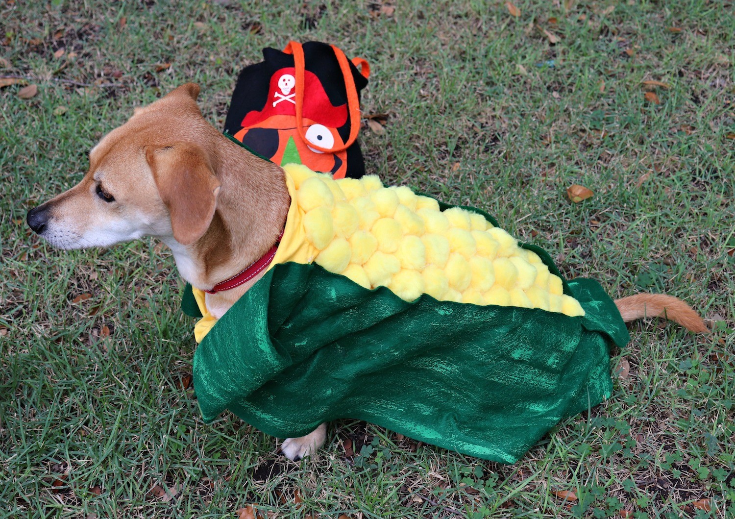 make a corn dog pet costume