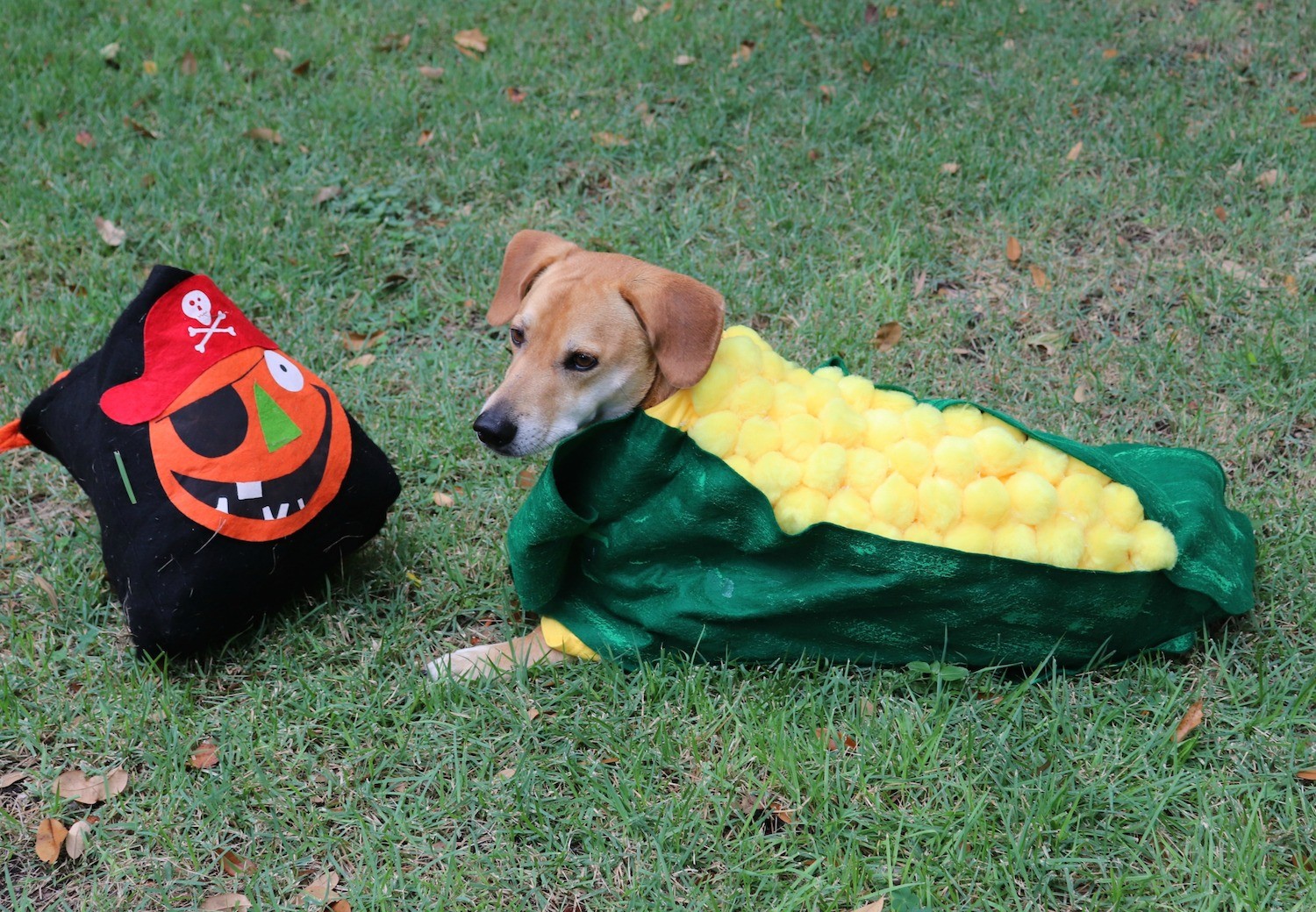 funny dog costume tutorial