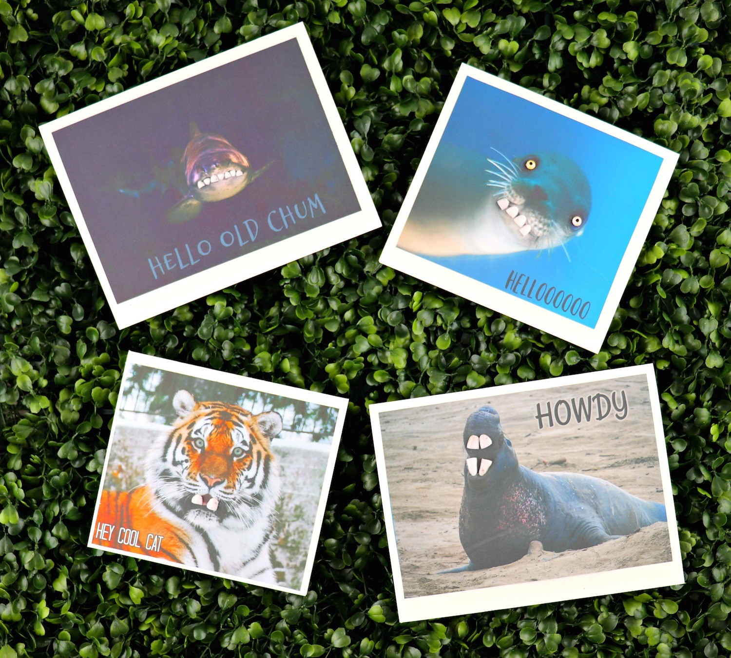 spread joy animal cards