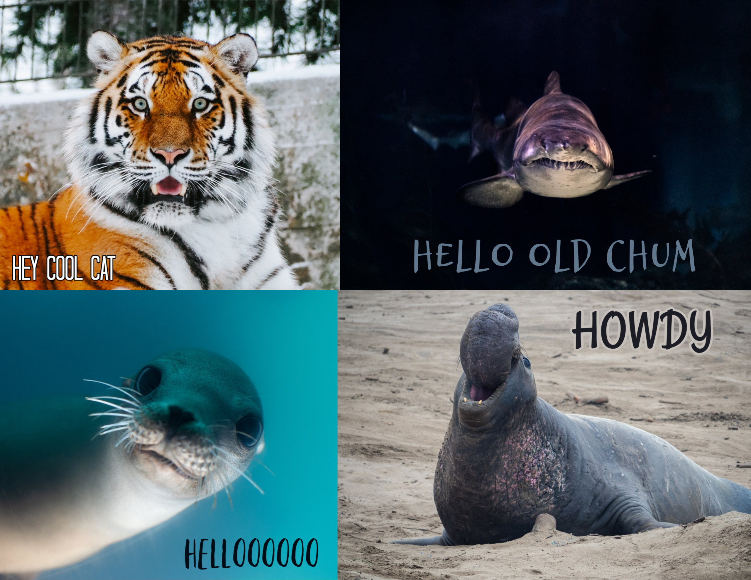 Animal cards free printables