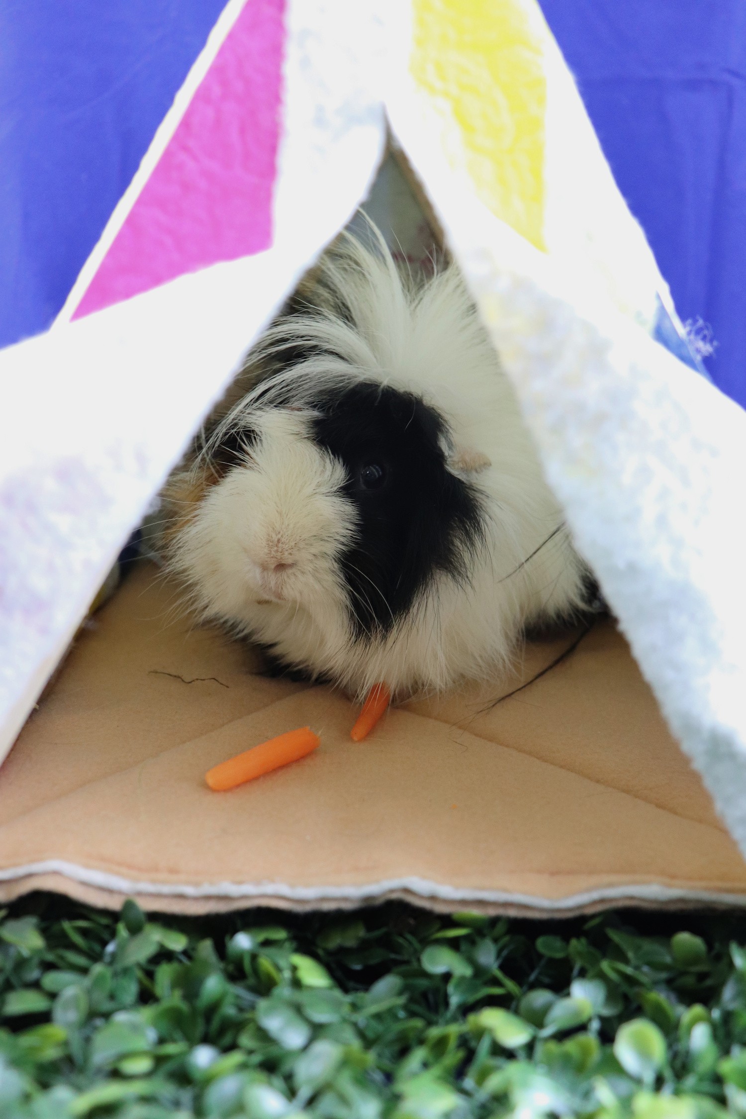 guinea pig in a tent