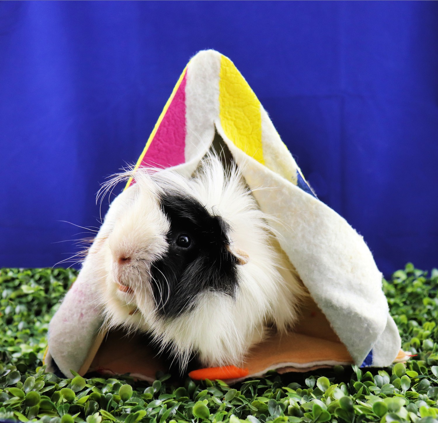 Guinea Pig Tent DIY Small Pet Hideaway
