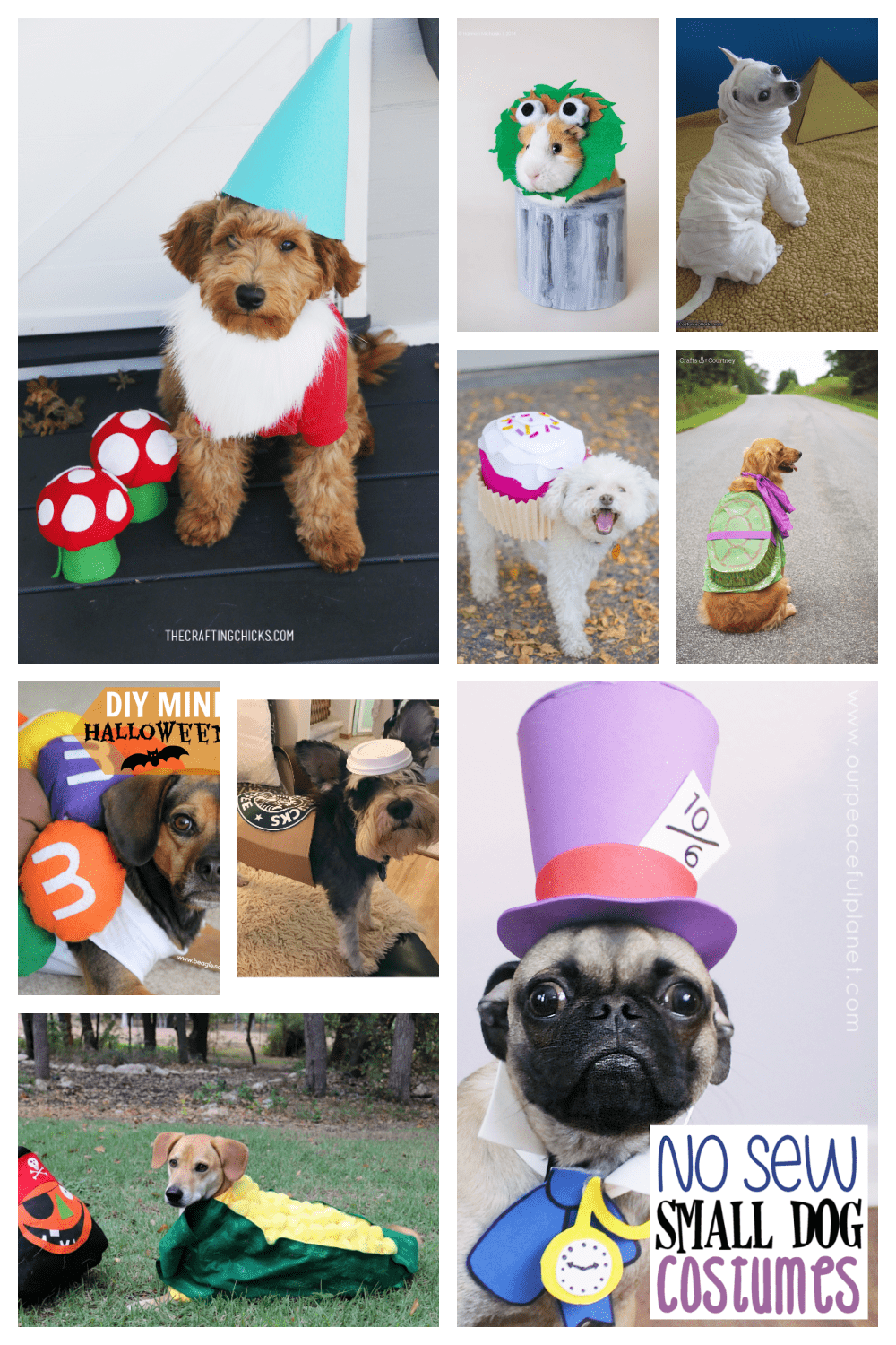 DIY pet costumes