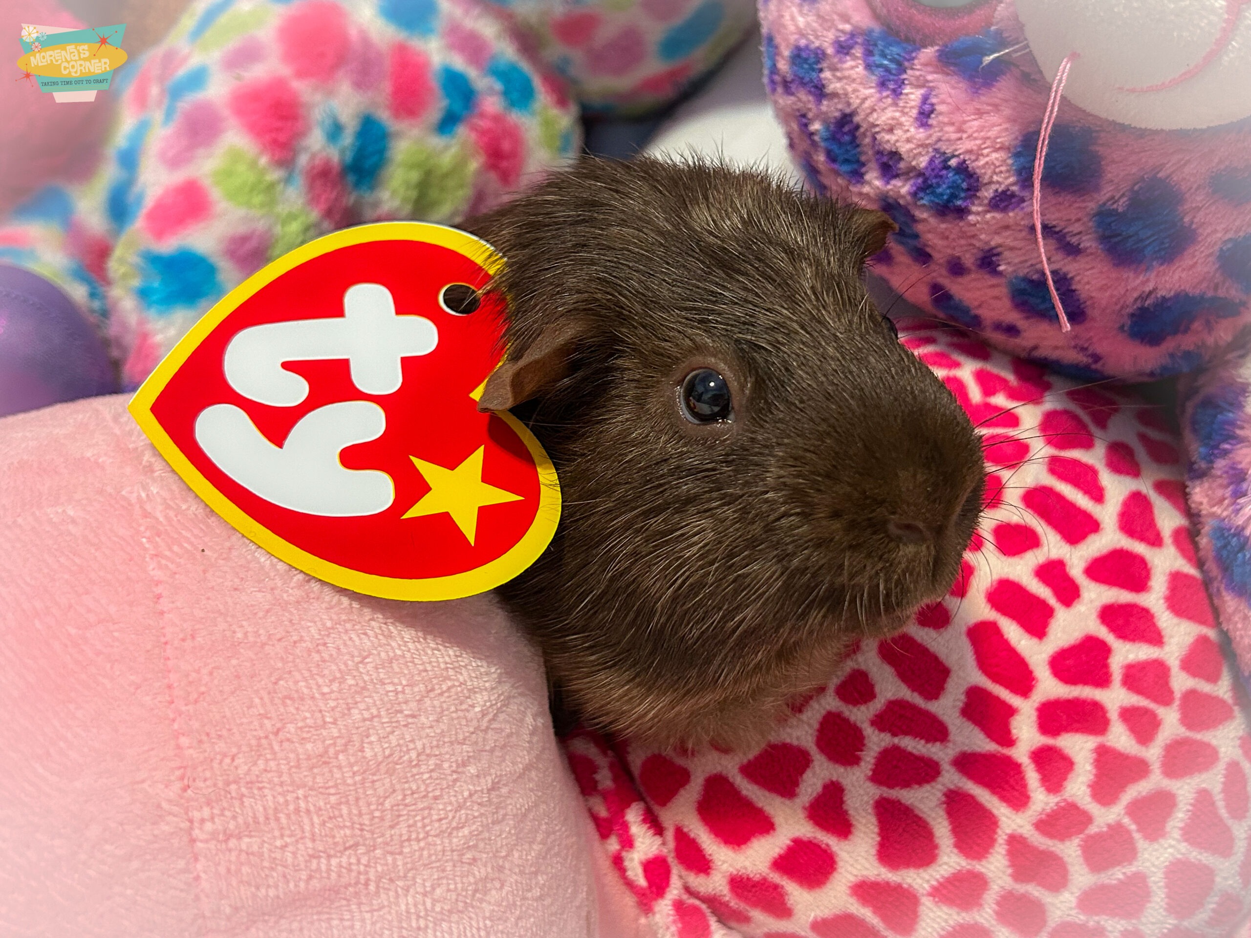 I Made My Pets Their Own Ty Tag — and It Was the Best Decision